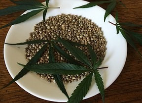 cannabis-seeds-1418321__340